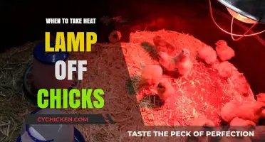 When to Safely Remove Heat Lamps from Your Growing Chicks
