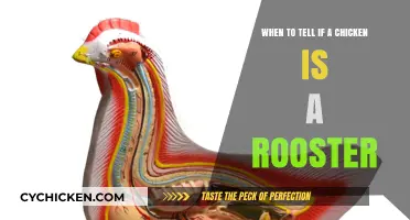 Spotting Roosters: How to Tell If Your Chick Is Male