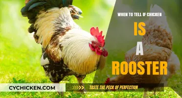 Identifying Roosters: Key Signs to Spot in Your Chickens Early