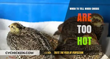 Identifying Overheating in Chicks: Signs and Solutions for Healthy Brooding