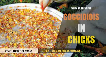 Treating Coccidiosis in Chicks: Timing and Effective Strategies for Poultry Health