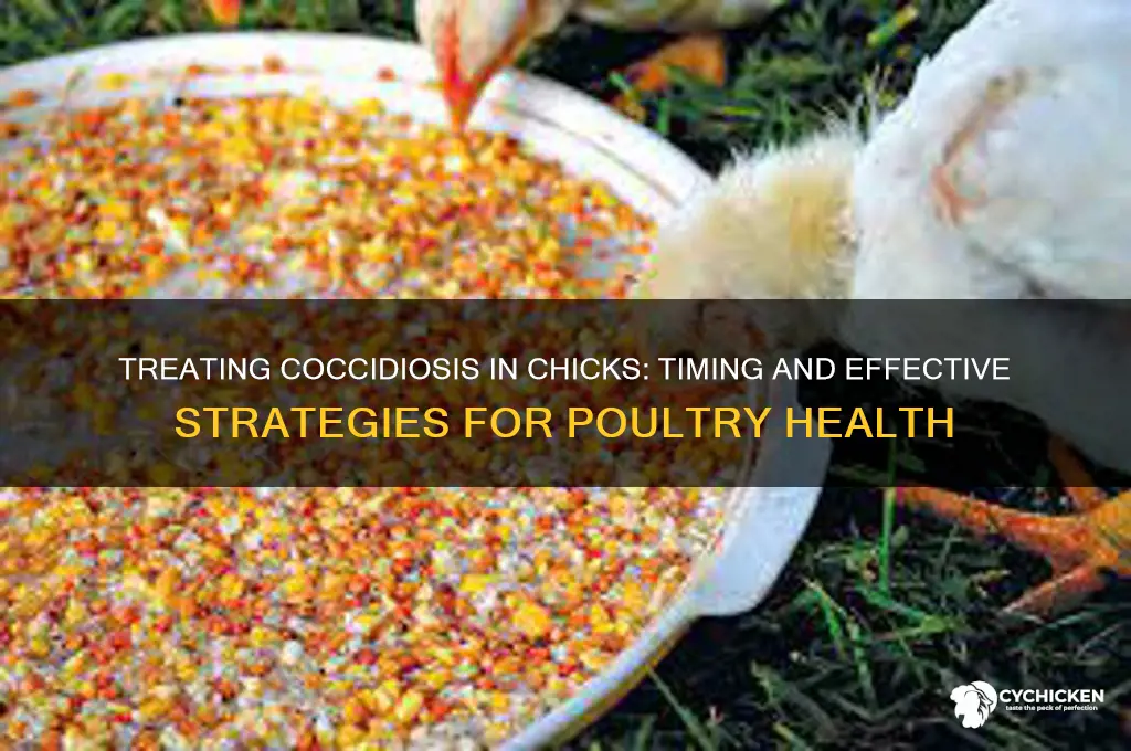 when to treat for coccidiois in chicks