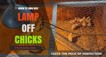 When to Turn Off Heat Lamps for Healthy, Happy Chicks