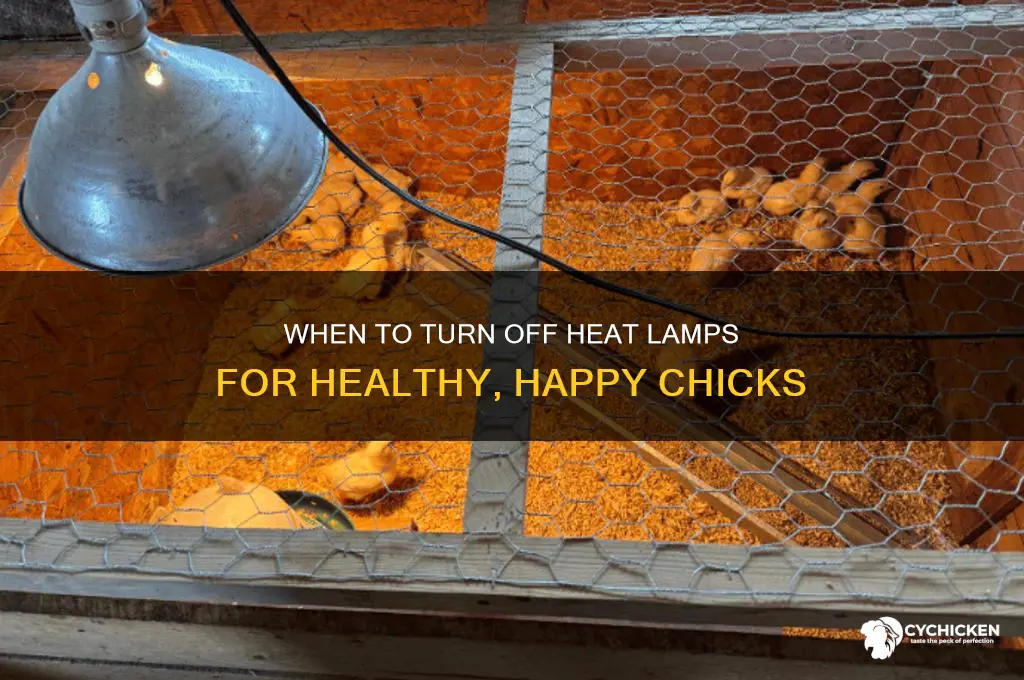 when to turn heat lamp off chicks