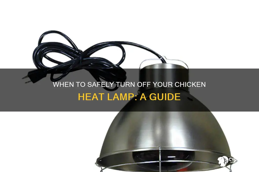 when to turn off chicken heat lamp