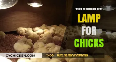 When to Turn Off Heat Lamp for Chicks: A Guide