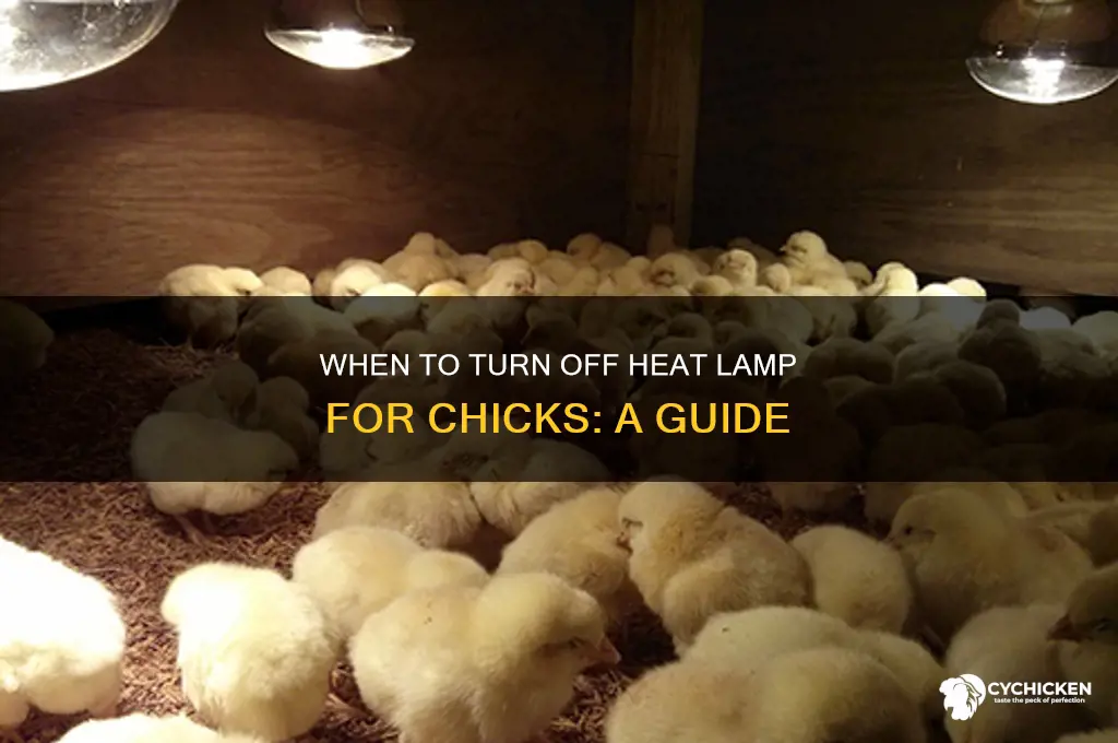 when to turn off heat lamp for chicks