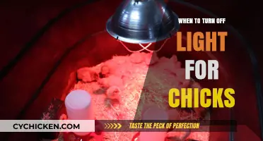 Optimal Lighting Schedule: When to Turn Off Lights for Healthy Chicks