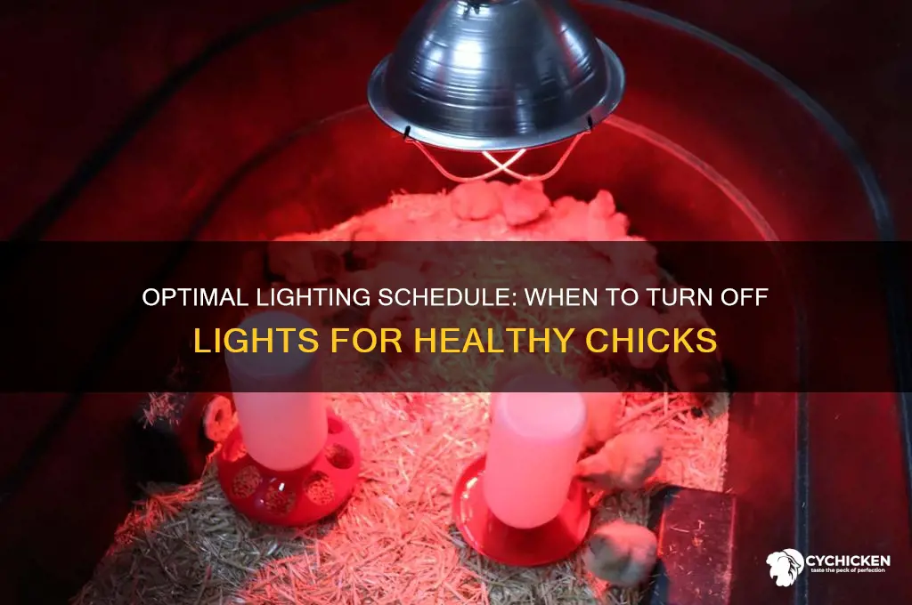 when to turn off light for chicks