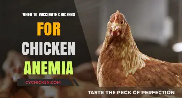 Optimal Timing for Chicken Anemia Vaccination: A Comprehensive Guide