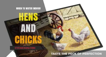 When to Water Indoor Hens and Chicks: A Simple Guide