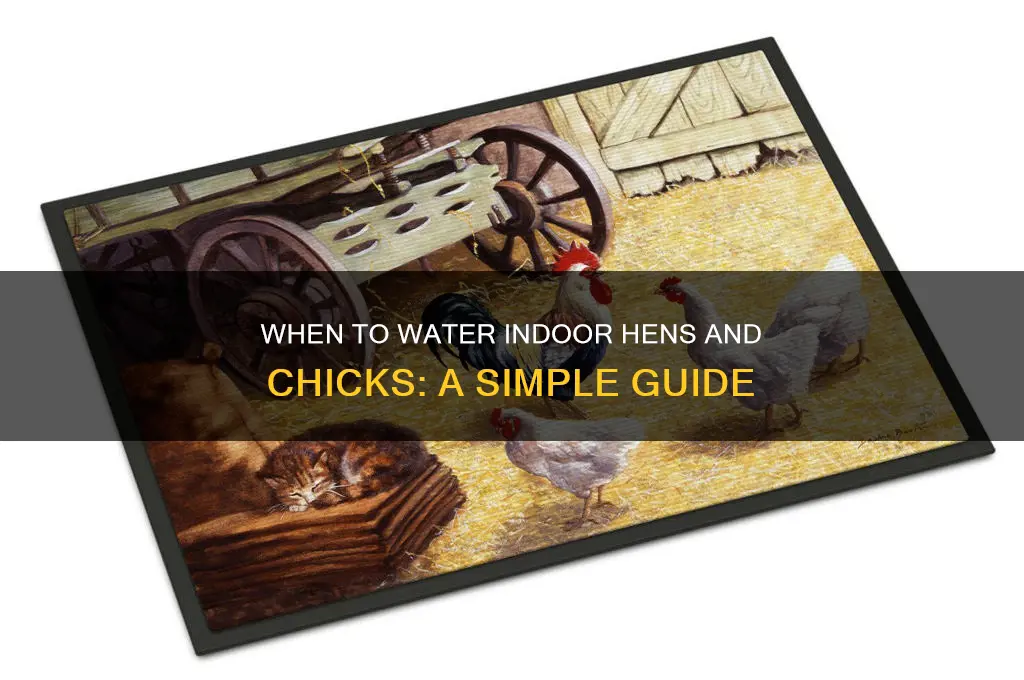when to water indoor hens and chicks