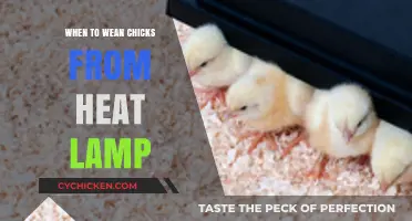 When to Wean Chicks from Heat Lamp: A Guide for Poultry Keepers