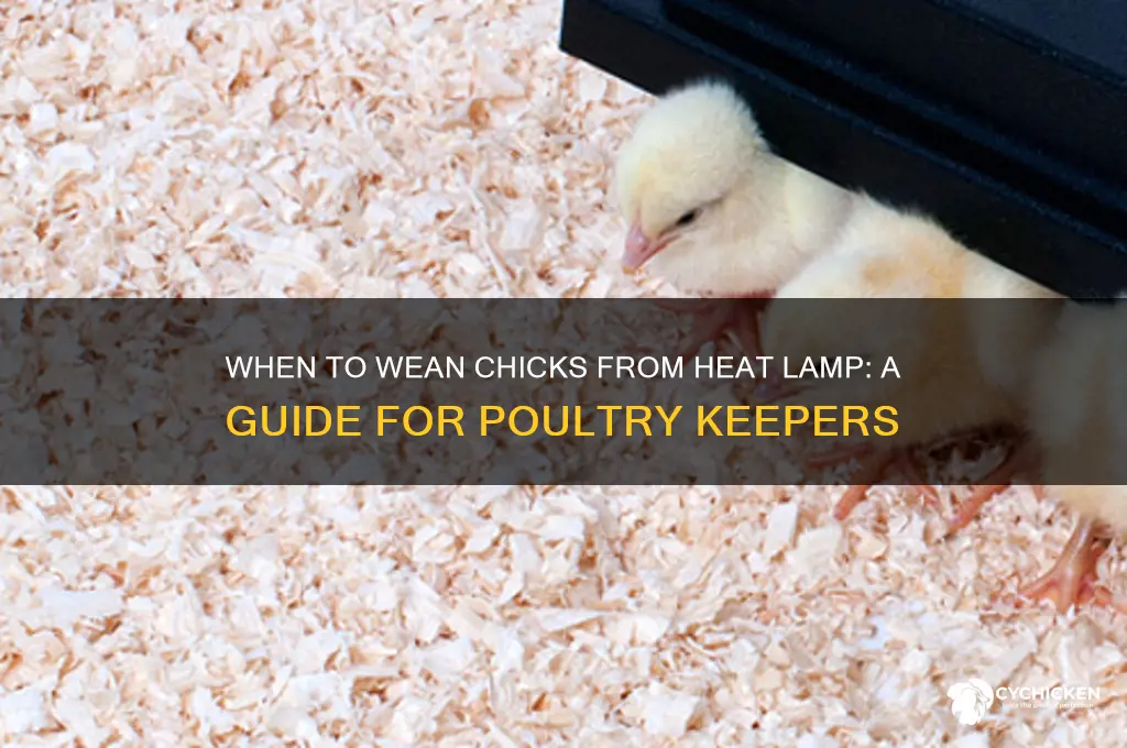 when to wean chicks from heat lamp