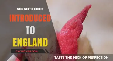 The Arrival of Chickens in England: A Historical Timeline