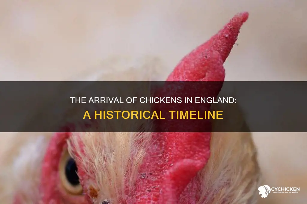 when was the chicken introduced to england