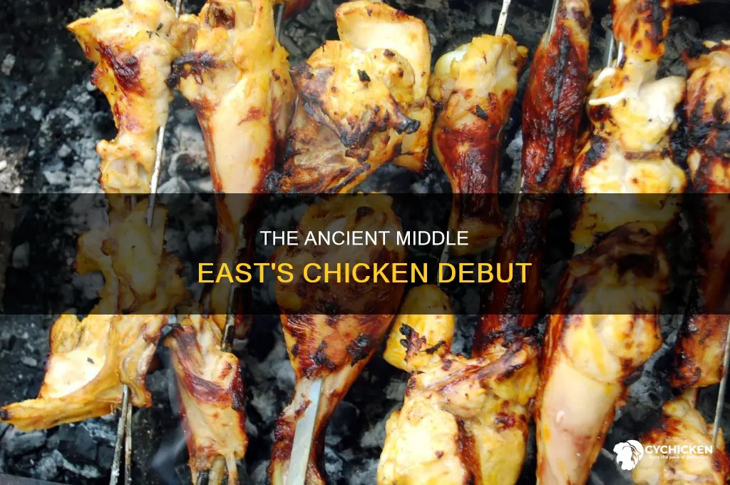 when was the chicken introduced to the ancient middle east