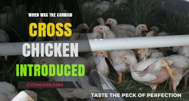 The Cornish Cross Chicken: Origins and Introduction Timeline