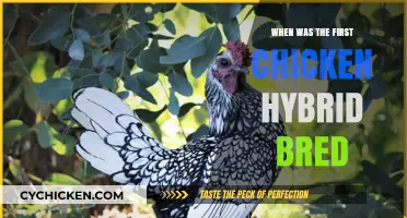 Unveiling the Origins of the First Chicken Hybrid Breed