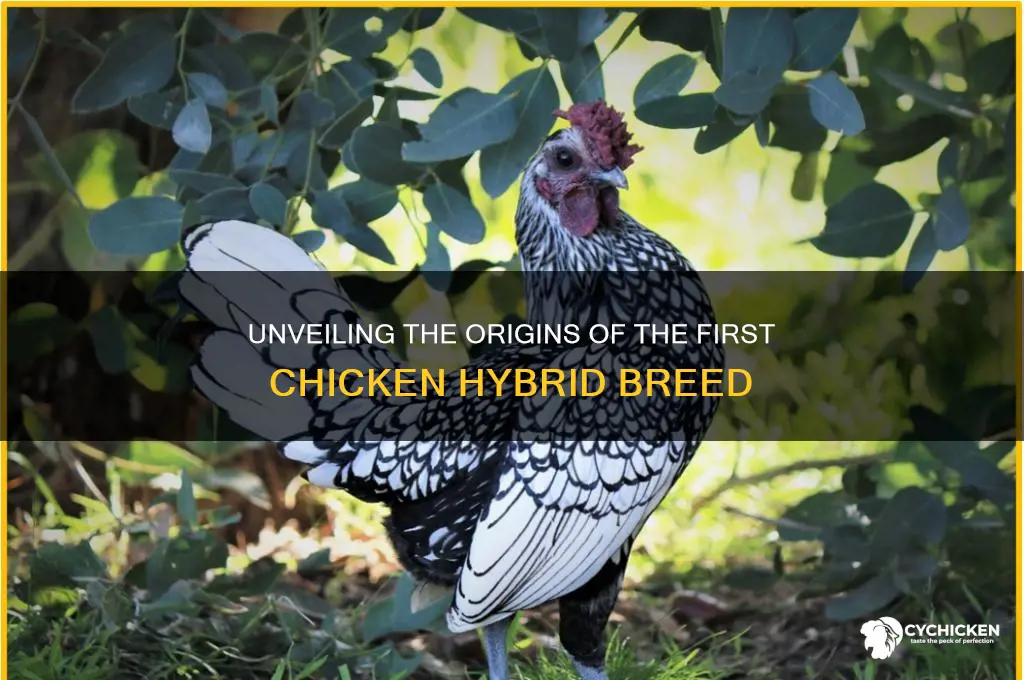 when was the first chicken hybrid bred