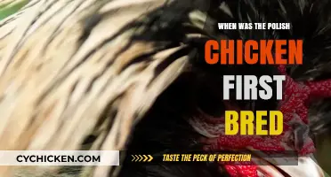 Origins of the Polish Chicken: A Historical Breeding Journey