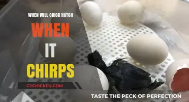 When Chicks Chirp: Understanding Hatching Timelines and Signs