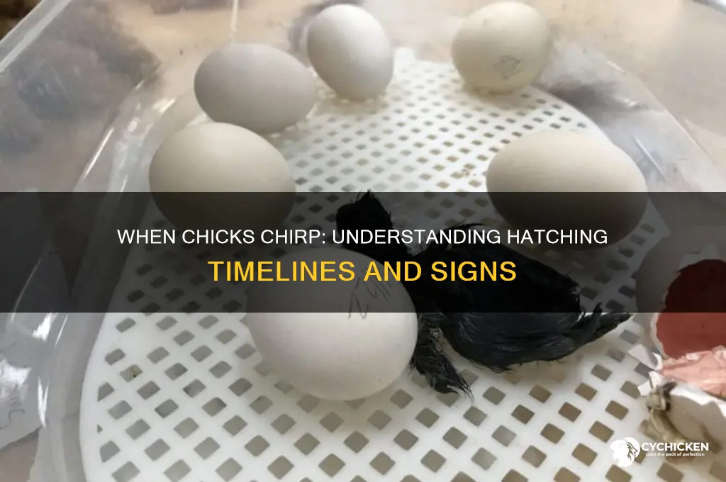 when will chick hatch when it chirps