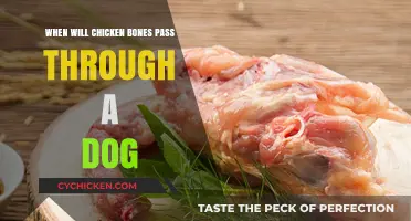 Chicken Bones in Dogs: How Long Until They Pass Safely?
