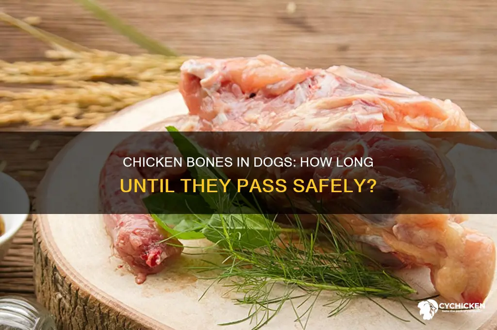 when will chicken bones pass through a dog