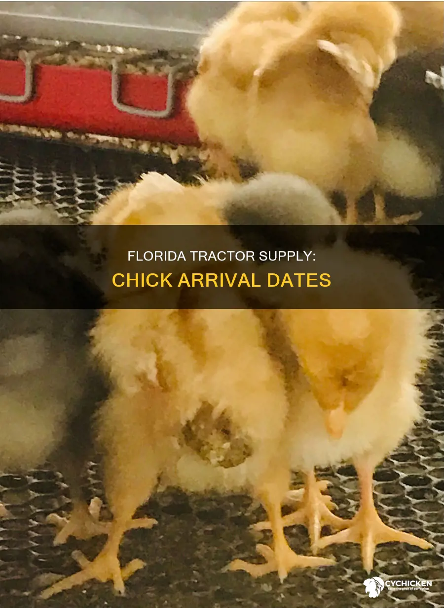 when will chicks arrive in florida tractor supply stores