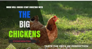 How and When Do Chicks Learn to Roost?