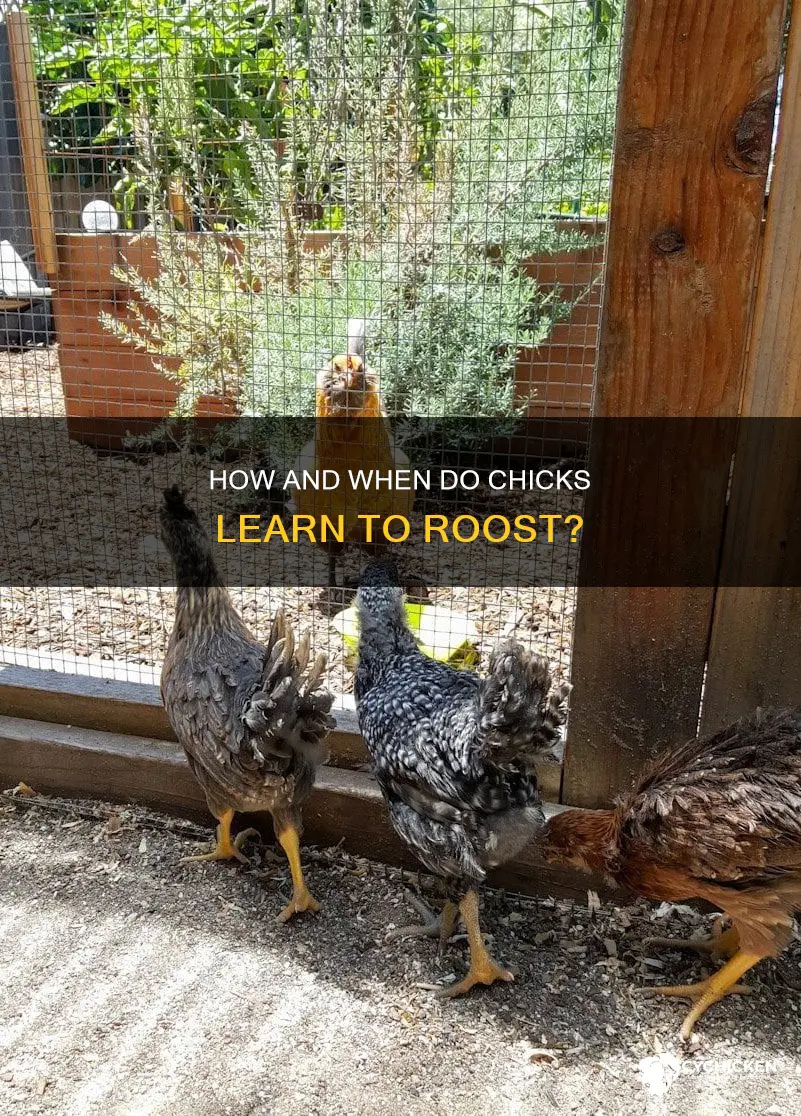 when will chicks start roosting with the big chickens