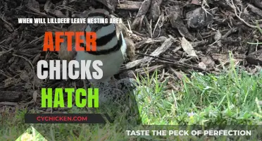 Where Do Little Deer Go After Nesting?