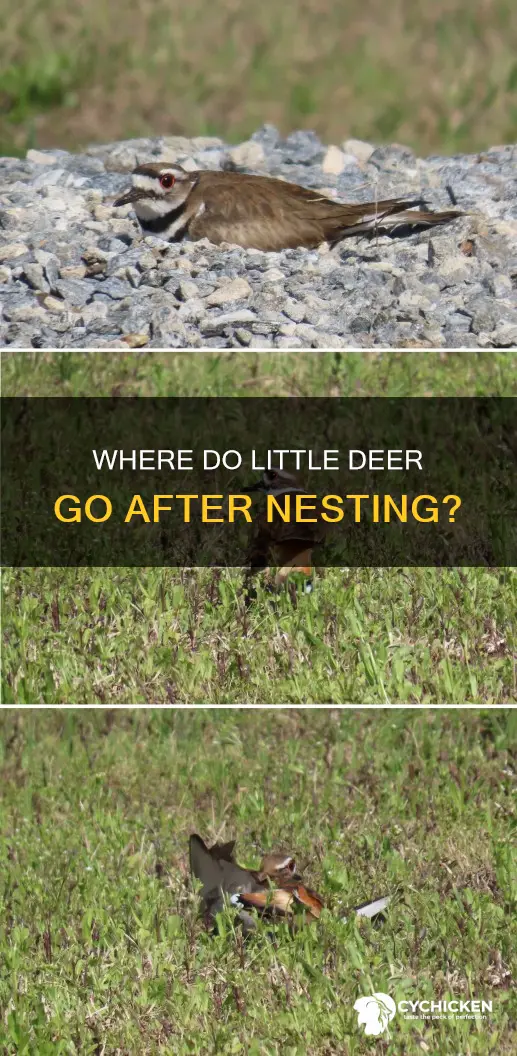 when will lilldeer leave nesting area after chicks hatch