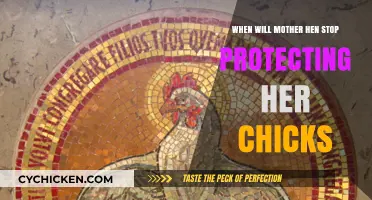 When Does a Mother Hen Stop Shielding Her Chicks?