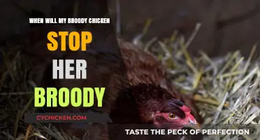 Breaking Broodiness: When Will Your Broody Chicken Resume Normalcy?