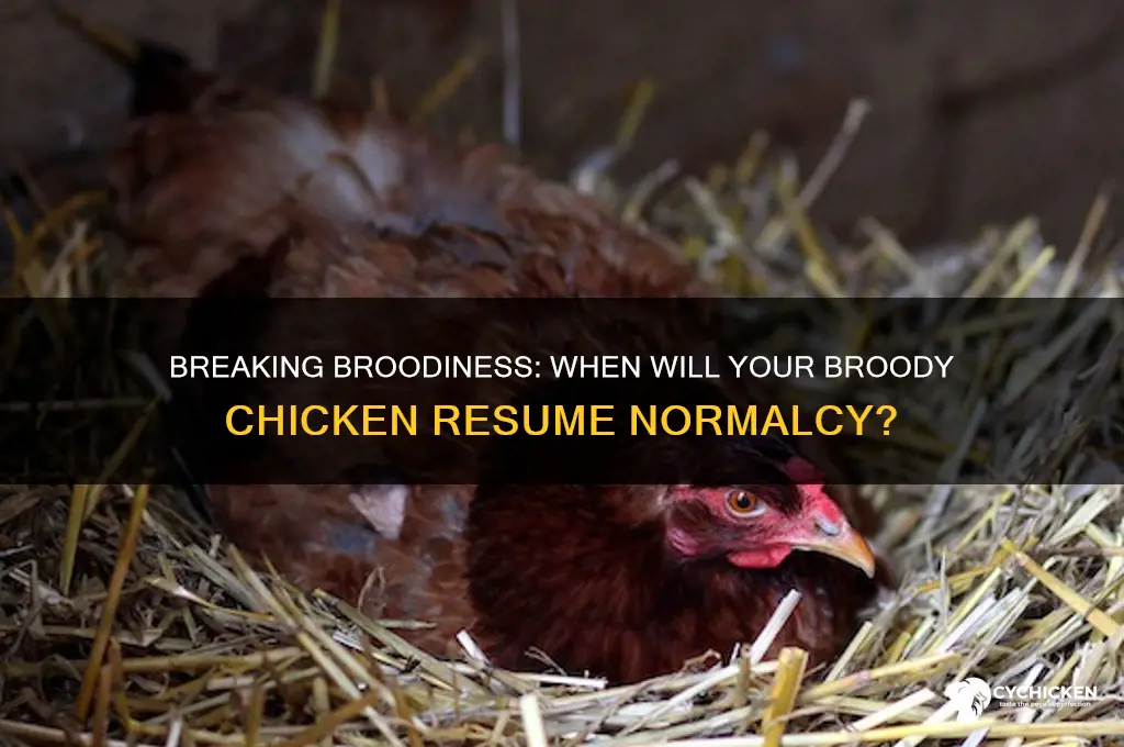 when will my broody chicken stop her broody