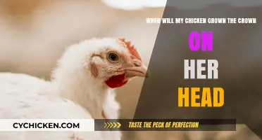 When Will My Chicken Grow a Crown?