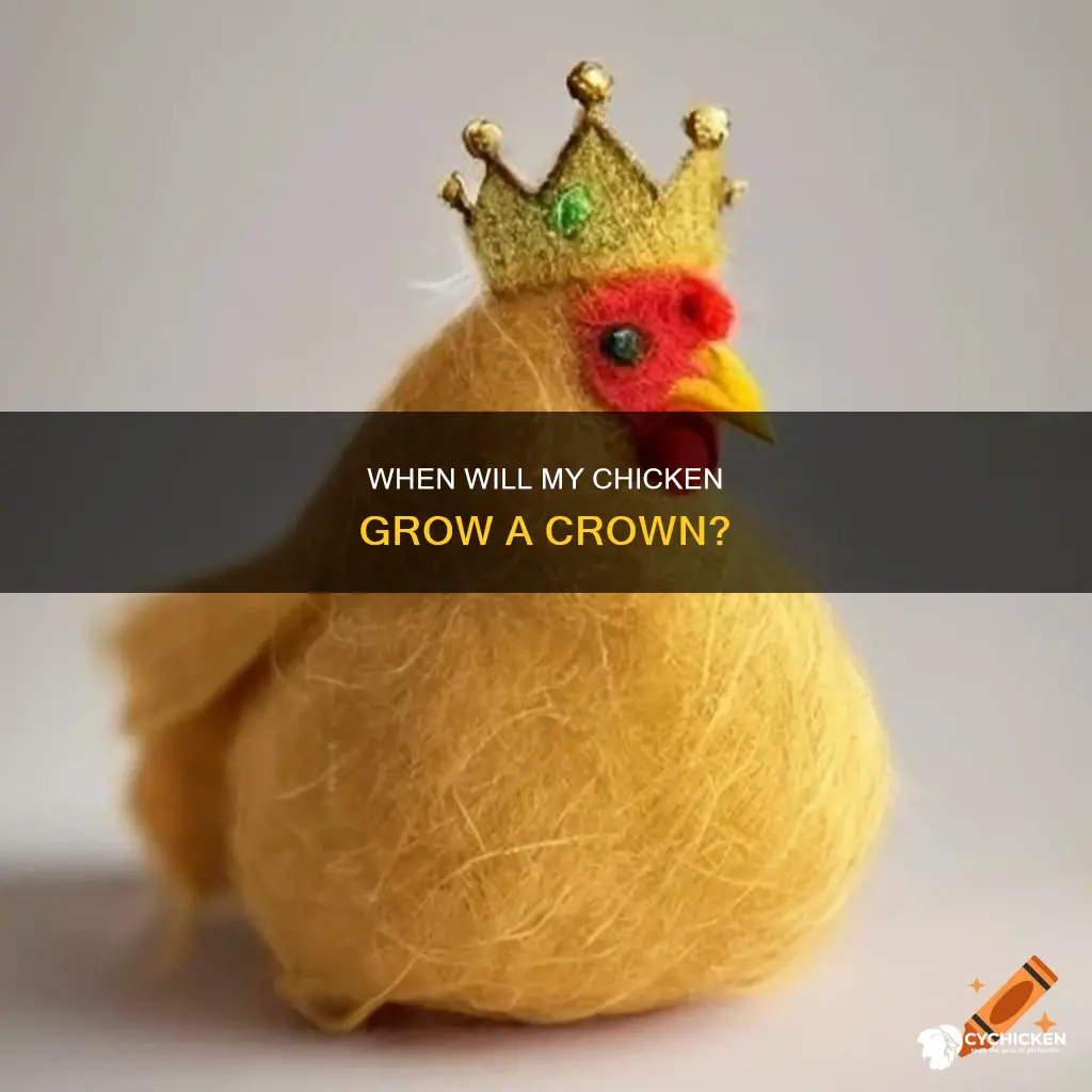 when will my chicken grown the crown on her head