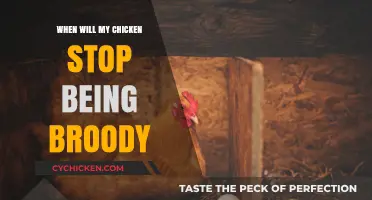 Breaking Broodiness: When Will Your Chicken Resume Normal Behavior?