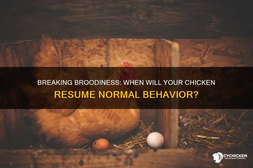 when will my chicken stop being broody