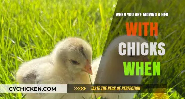 Moving a Hen with Chicks: The Best Time?