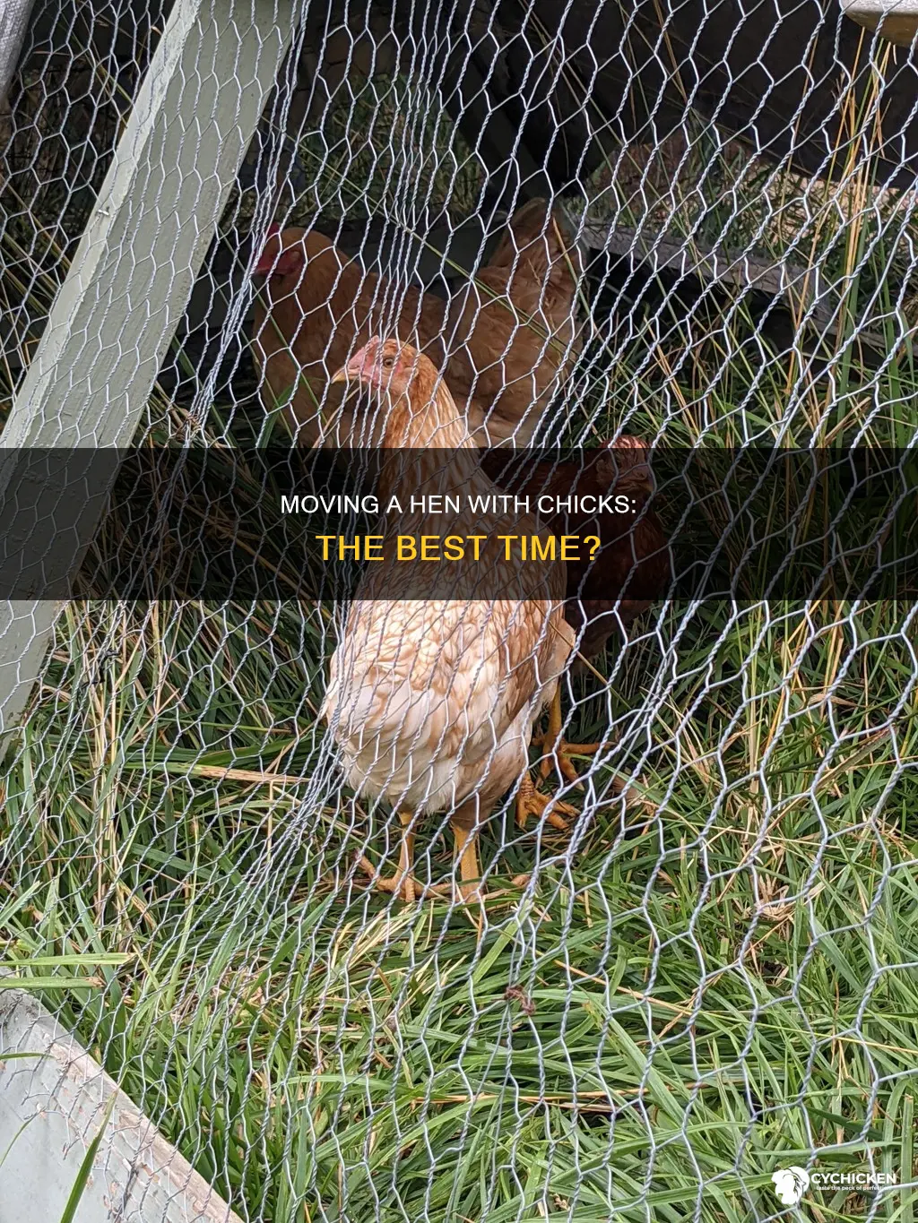 when you are moving a hen with chicks when