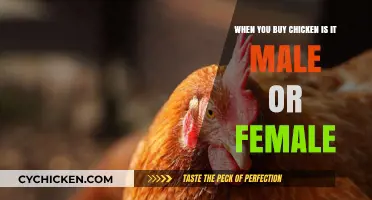 Male or Female? Uncovering the Gender of Your Store-Bought Chicken