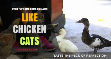 Why Cats React When You Smell Like Chicken: Unraveling Feline Behavior