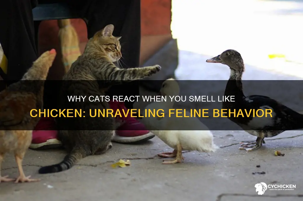 when you come home smelling like chicken cats