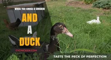 Hybrid Poultry: Exploring the Fascinating Crossbreeding of Chickens and Ducks