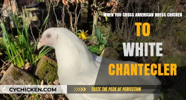 Hybrid Chicken: American Bresse x White Chantecler