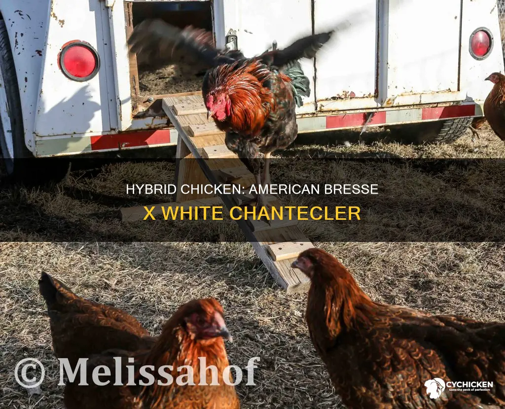 when you cross american bress chicken to white chantecler