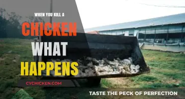 The Aftermath of Killing a Chicken: What Really Happens